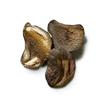 Animalic