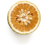 Bitter Orange