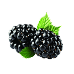 Blackberry