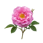 Bulgarian Rose