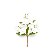 Jasmine