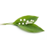 Lily of the Valley