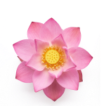 Lotus Flower