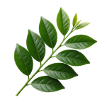 Mandarin Leaf
