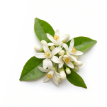 Neroli