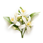 Orange Blossom