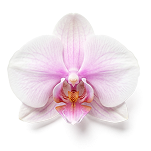 Orchid