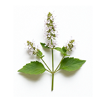 Patchouli