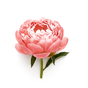 Peony