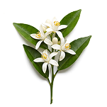 Tuberose